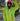 HD UNISEX 1